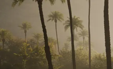Palm trees rising through morning mist at Amanbagh.