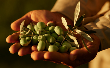 安缦珍纳度假村橄榄园中，手中捧着新鲜采摘的橄榄果实。