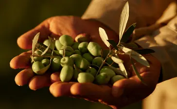Hands holding freshly picked olives at Amanjena resort.