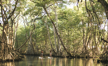 Mangrove forest waterway at Amanera, Dominican Republic.
