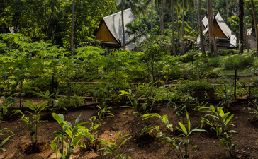 Lush tropical garden at Amanpuri with verdant foliage and traditional Thai architecture glimpsed through the canopy.