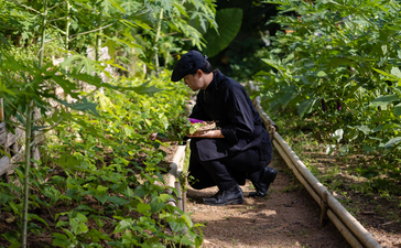 Wooden pathway bordered by lush green foliage at Amanpuri, Thailand.