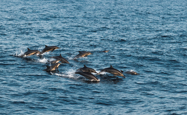 Dolphins swimming in clear turquoise waters off the coast of Amanwella, Sri Lanka.