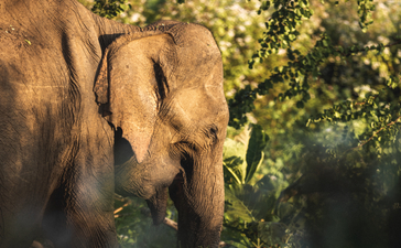 Elephant grazing beneath green foliage at Amanwella, Sri Lanka.