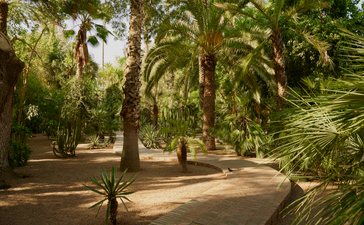 Shaded pathway lined with tall palms and lush greenery at Amanjena, Morocco.