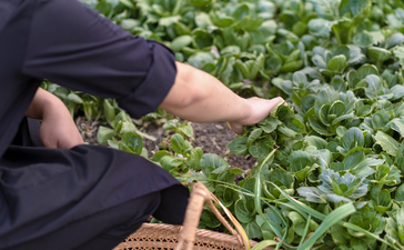 Staff member harvesting fresh herbs in the gardens at Amanyangyun, China.