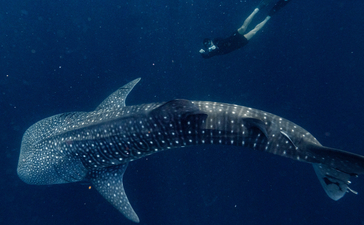 安缦湾澜度假村鲸鲨浮潜体验,游客与海洋中的鲸鲨相遇。