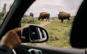 Bison grazing on a hillside viewed through a vehicle window at Amangani, Yellowstone National Park.