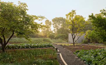 Winding pathway through organic gardens at Amanyangyun, with mature trees and cultivated beds at dawn.