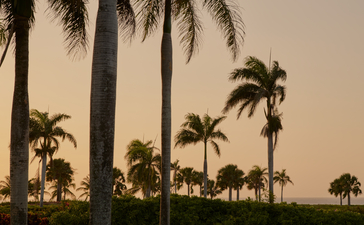 Tall palm trees casting long shadows across manicured grounds at Amanera resort at dusk.
