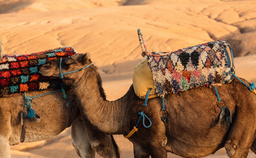 骆驼在安缦珍纳沙漠体验区的沙丘前停留，准备骑行。