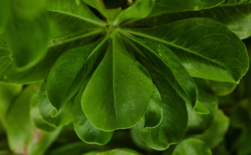 Amanpulo-Meditations-Do-Not-Use-10