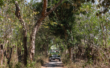 Jeep driving through tree-lined path at Amanwana, Indonesia.