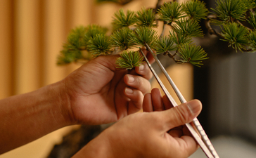Hands pruning a miniature bonsai tree at Aman Tokyo hotel.