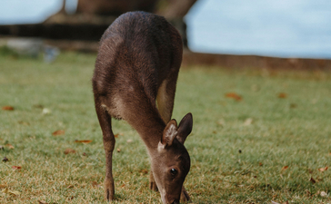 安缦湾澜度假村内,梅花鹿在碎石地上低头觅食。