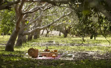Picnic spread beneath shaded trees at Amanwana's cashew farm in Sumbawa, Indonesia.