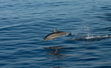 海豚在安缦湾澜度假村附近的海水中游泳。
