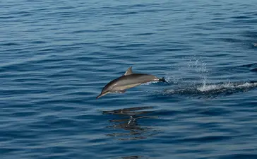 Dolphin swimming in clear blue waters near Amanwana, Sumbawa, Indonesia.