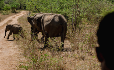 Elephants roaming across dry grassland during a safari game drive at Amangalla, Udawalawe.