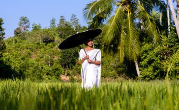 Worker in white clothing standing in a lush green tea plantation at Amangalla, Sri Lanka.