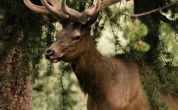Mule deer buck with antlers browsing vegetation at Amangani, Jackson Hole.