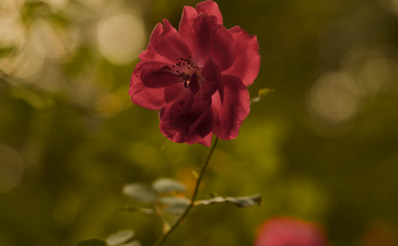 Red roses in bloom at Aman-i-Khas gardens, India.
