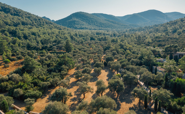 Amanruya olive garden nestled amongst forested hills with winding pathways visible from above.