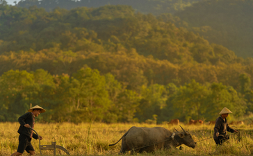 Farmers and buffalo ploughing rice paddies in Laos at Amantaka, with forested mountains in the distance.