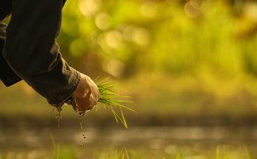 Farmer's hand planting rice seedlings in flooded paddy field at Amantaka, Laos.