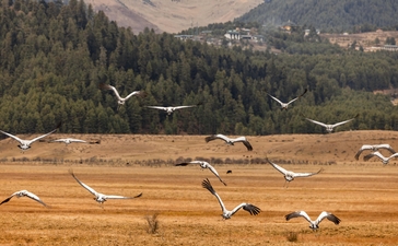 Black-necked cranes in flight over golden grassland at Amankora, Bhutan.