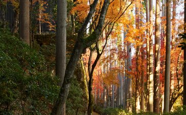 Tree-lined pathway at Aman Kyoto with autumn foliage and lanterns at dusk.