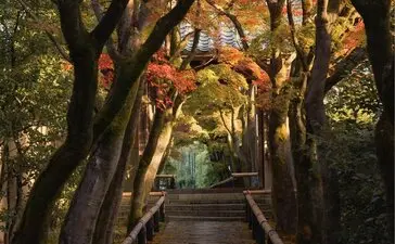 Wooden pathway beneath arching golden-leafed trees at Aman Kyoto resort.