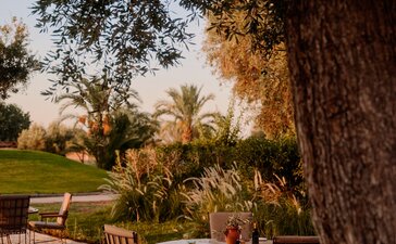 Breakfast setup beneath ancient olive tree at Amanjena, Morocco, with terrace seating and morning light.