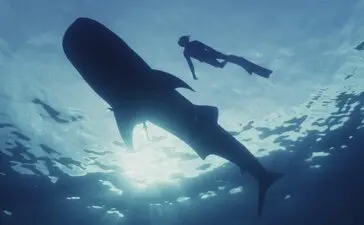 Amanwana, Indonesia - Whale Shark Experience