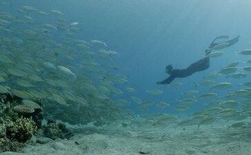 Snorkeller exploring coral reef with school of fish at Amanwana, Indonesia.
