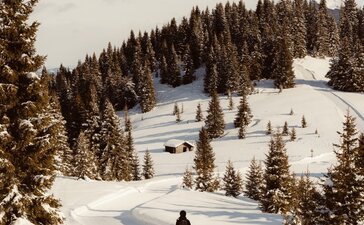 Sciatore solitario su piste innevate tra boschi di conifere ad Aman Rosa Alpina.