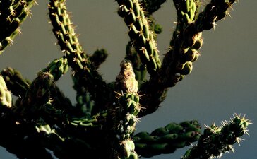 Cholla cactus backlit by desert sunlight at Amanvari, Mexico.