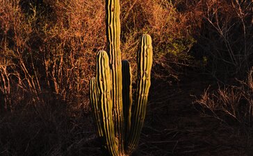 Saguaro cactus illuminated at dusk during a guided desert hike at Amanvari.