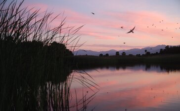 Amanvari at sunset, with silhouetted reeds reflecting in still water and birds in flight.