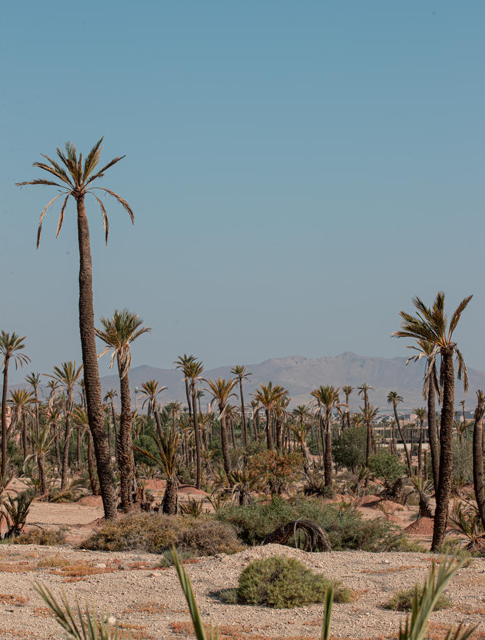 Amanjena_Morrocco_Desert, Palm trees
