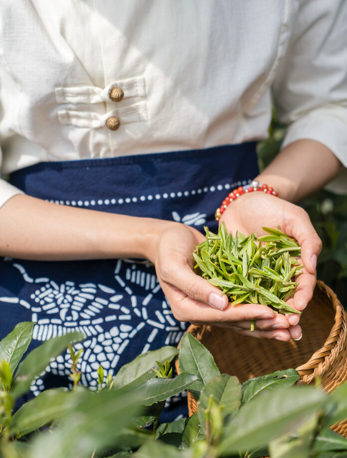 Hands holding freshly picked Longjing tea leaves at Amanfayun, China.