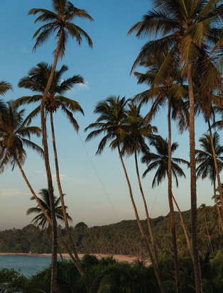 Palm trees frame the ocean view at Amanwella, with hills rising beyond the coastline.