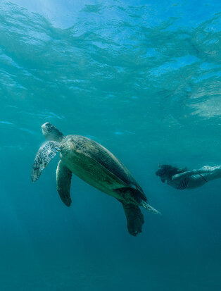Sea turtle gliding through clear turquoise waters at Amanpulo.