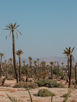 Amanjena_Morrocco_Desert, Palm trees