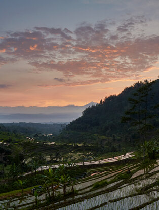 Amanjiwo ricefields