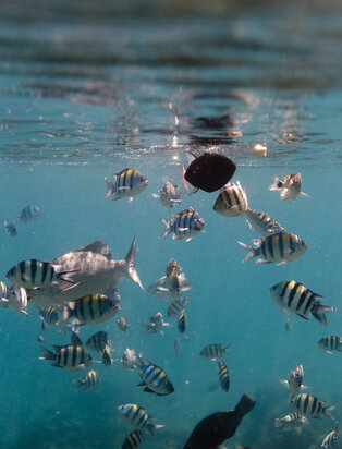 Triton Bay voyage Amandira