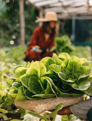 Amanpulo Organic farm