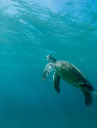Amanpulo turtle