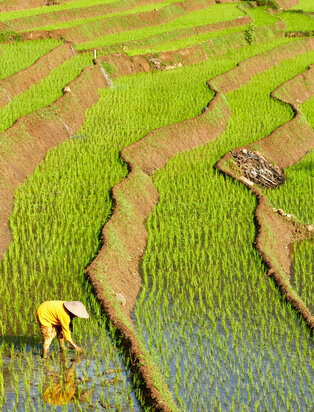 Amanjiwo, rice paddies