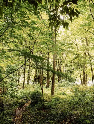 Foresta giapponese con alberi alti e luce filtrata, Aman Tokyo.